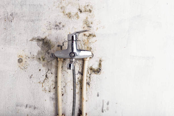Best Commercial Mold Removal  in Enfield, NC