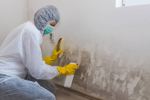 Best Toxic Mold Removal  in Enfield, NC