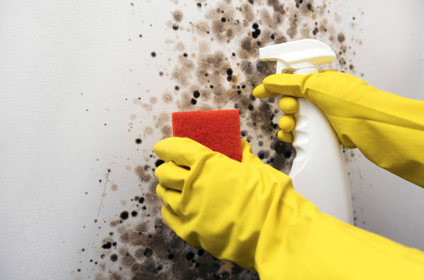 Professional Mold Removal in Enfield, NC