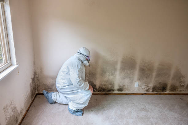 Best Mold Testing and Removal  in Enfield, NC