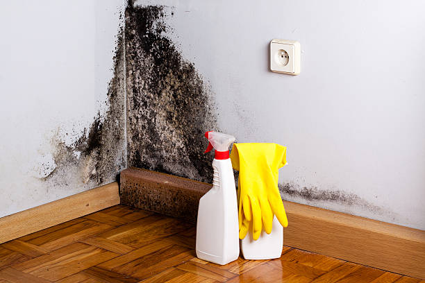 Best Office Mold Removal Services  in Enfield, NC