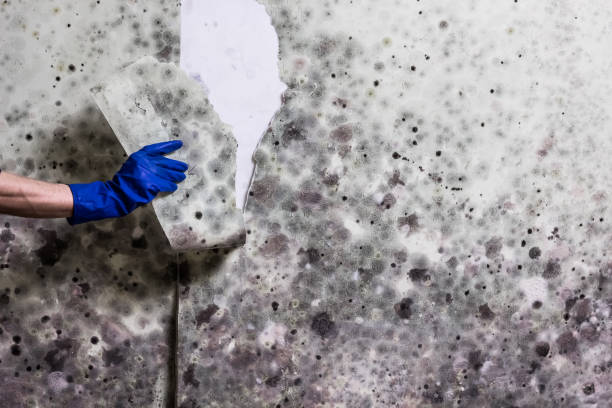 Mold Testing and Removal in Enfield, NC